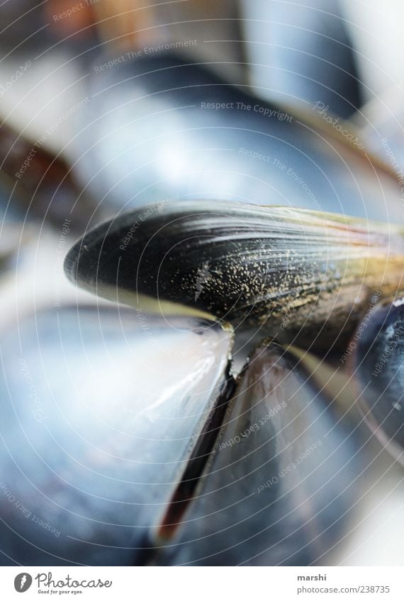 underwater world Animal Mussel Blue Black Glittering Blur Macro (Extreme close-up) Detail Close-up Abstract Colour photo Exterior shot Deserted Mussel shell