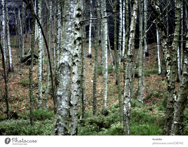 birch forest Nature Landscape Plant Autumn Tree Forest Green White Calm Birch wood Birch bark Autumnal Colour photo Exterior shot Deserted Day