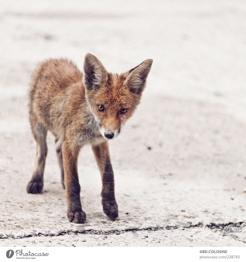 Curious look Animal Wild animal Fox 1 Baby animal Stand Brash Thin Brown Pelt Paw Ear Eyes Nose Colour photo Exterior shot Close-up Deserted Copy Space right