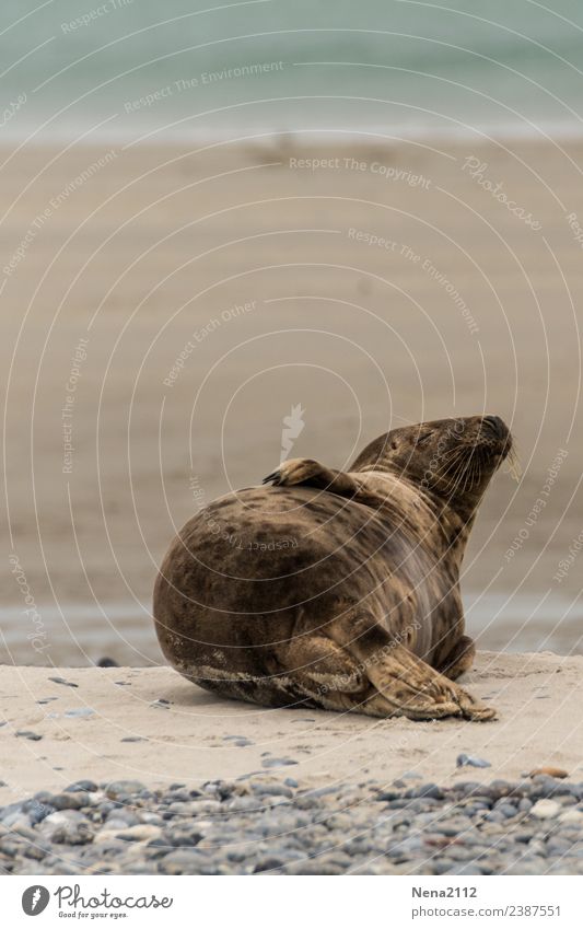 Sunbathing | Lifestyle Environment Nature Animal Sand Water Coast Beach North Sea Baltic Sea Ocean Island To enjoy Lie Sleep Helgoland Seals Wild Wild animal