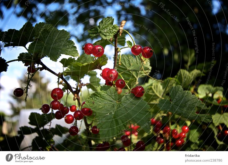 berry harvest Fruit Redcurrant Nature Plant Leaf Agricultural crop Growth Esthetic Fresh Blue Green Colour photo Multicoloured Exterior shot Detail Day Shadow