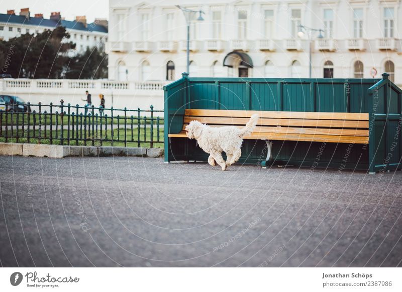 Dog running in front of bench, beach promenade, Brighton, England Town Port City Outskirts Animal Pet 1 Esthetic Happiness Joie de vivre (Vitality) Brave