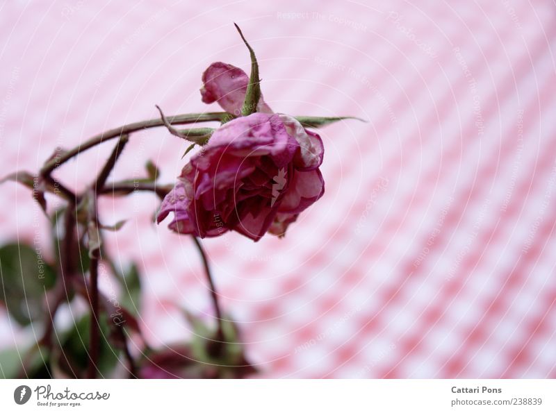 it withers and withers... Plant Flower Rose Leaf Blossom Hang Faded To dry up Near Transience Pink Pattern Dry Colour photo Exterior shot Day Blur Tablecloth