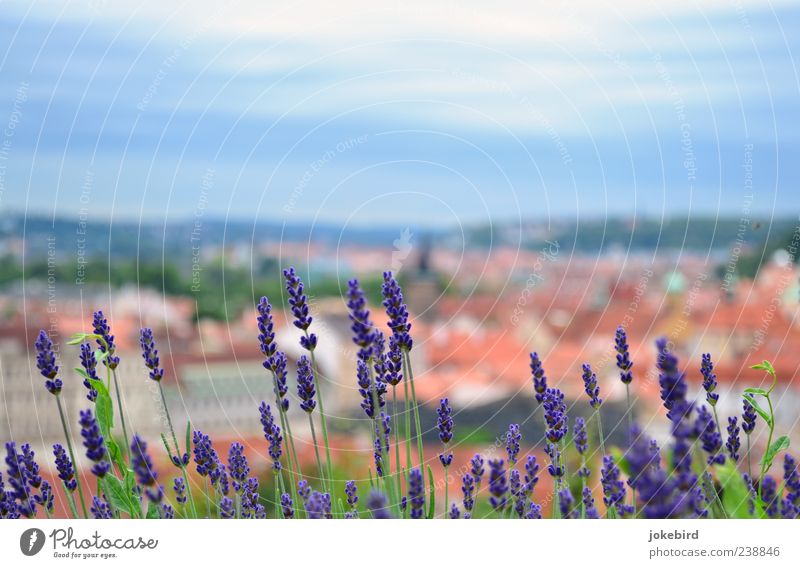 postcard idyll Sky Blossom Lavender Town Violet Fragrance Idyll Calm Vacation & Travel Vantage point Provence Colour photo Exterior shot Deserted Copy Space top