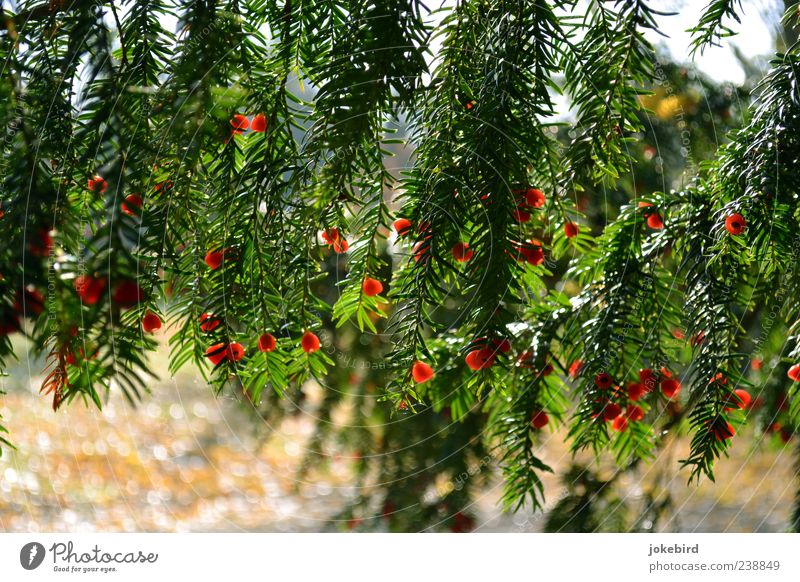 bright red Tree Coniferous trees Seed Yew Green Red Nature Colour photo Exterior shot Deserted Sunlight
