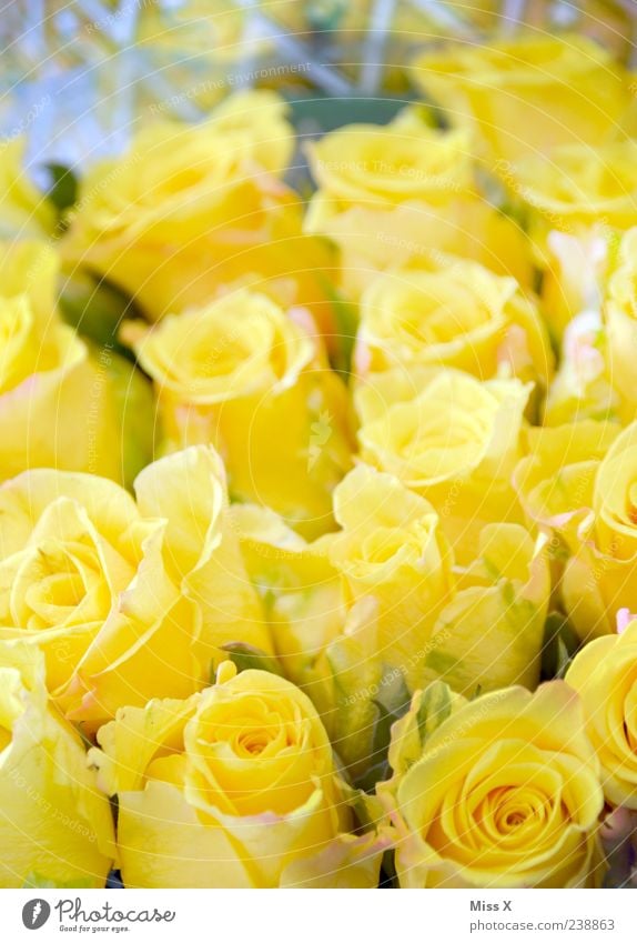yellow Spring Summer Flower Rose Blossom Yellow Bouquet Colour photo Multicoloured Close-up Pattern Deserted Shallow depth of field Blossoming