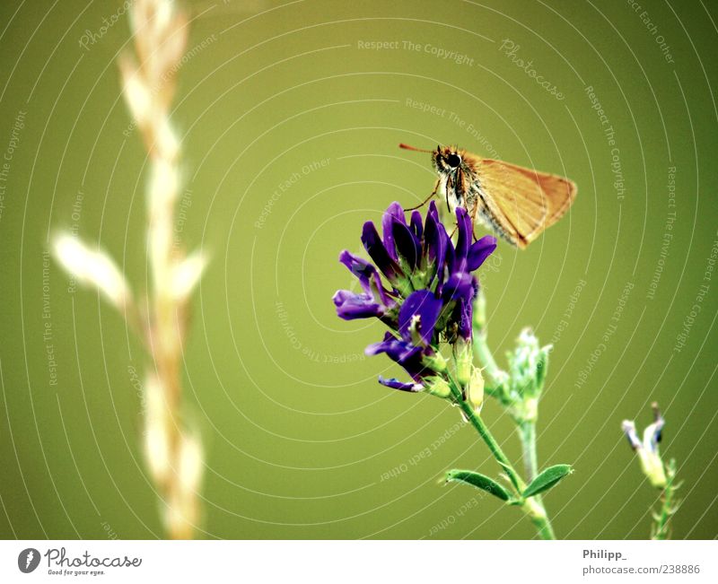 Fly butterfly, fly ... Nature Plant Blossom Wild plant Animal Wild animal Butterfly 1 Green Orange Insect Wing Colour photo Subdued colour Exterior shot