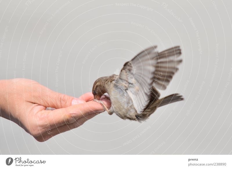 give and take Hand Fingers 1 Human being Environment Animal Bird Flying To feed Brown Gray Sparrow Judder Floating Feeding Thumb Wing Colour photo Exterior shot