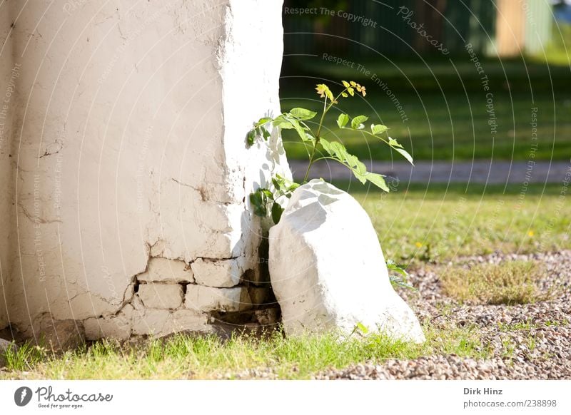 New Life Nature Landscape Earth Sunlight Plant Leaf Foliage plant Wild plant Park Meadow Village Deserted House (Residential Structure) Ruin Wall (barrier)