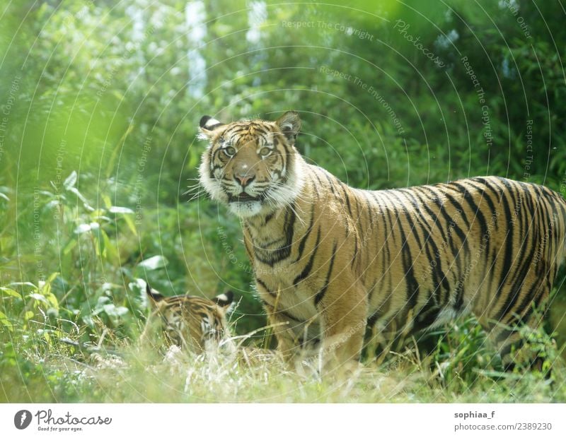 Tiger couple in the jungle, vigilant tiger standing and looking into the camera watching watchful bush hiding guard guarding bushes male grass protect green zoo