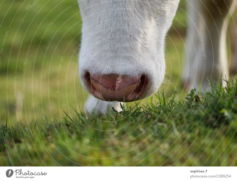 closeup of young cattle's nose and mouth grazing cow muzzle grass snout pasture close up meadow eating grass field sniffing detail smelling graze dairy