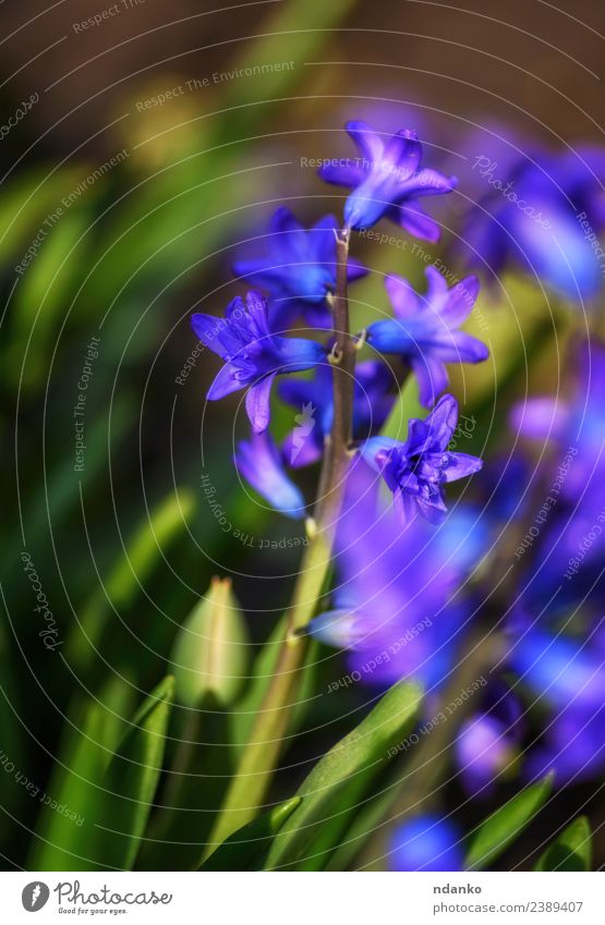 blooming blue hyacinth Nature Plant Spring Flower Blossom Blossoming Fresh Natural Blue Green Colour background Floral Beauty Photography Seasons Blossom leave