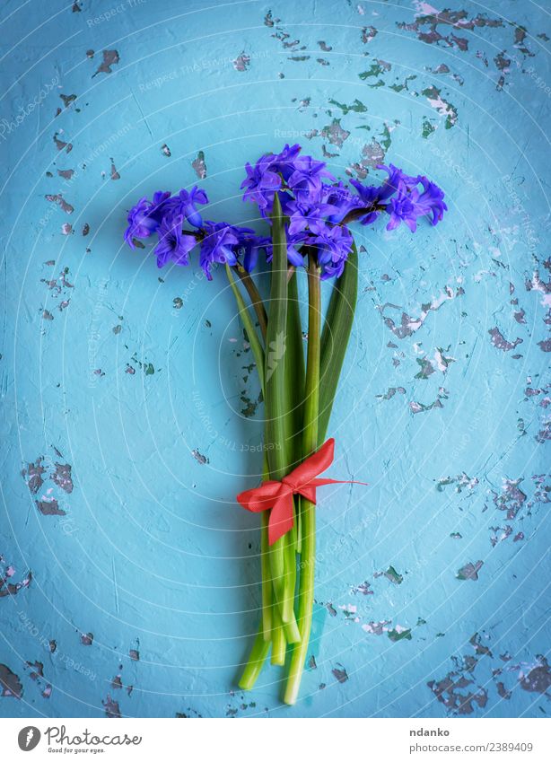 bouquet of blue hyacinths Feasts & Celebrations Mother's Day Birthday Nature Plant Spring Flower Blossom Blossoming Fresh Natural Blue Green Colour background