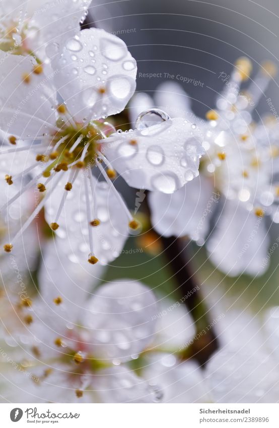 Raindrops on blossom splendour Nature Drops of water Sunlight Spring Plant Tree Blossom Agricultural crop Fruit trees Yellow plum Garden Fresh Beautiful