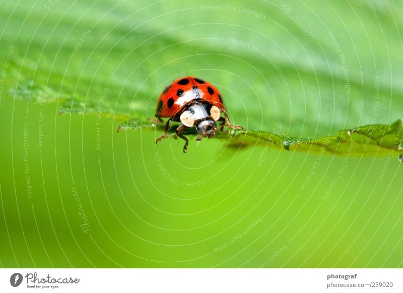ladybugs Animal Beetle 1 Colour photo Exterior shot Deserted Day Animal portrait Forward Ladybird Good luck charm Spotted Copy Space bottom Nature Green Leaf