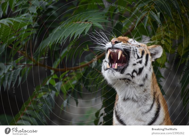 Close up front portrait of one young Siberian tiger roaring Beautiful Face Nature Tree Forest Animal Wild animal Cat Animal face Zoo 1 Green Tiger Amur Yawn