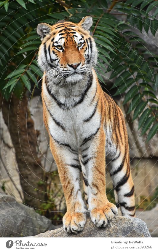 tiger standing up on hind legs