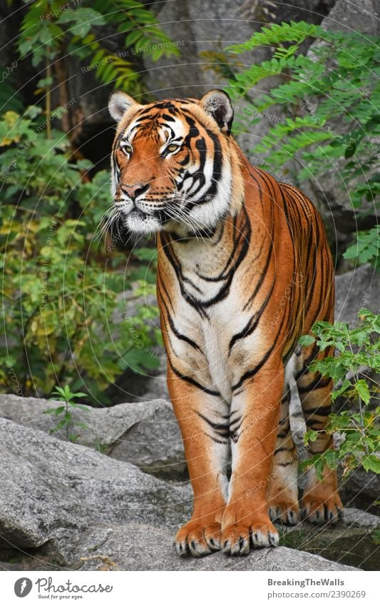 Close up full length front portrait of Indochinese tiger Nature Animal Tree Forest Virgin forest Rock Wild animal Cat Animal face Zoo 1 Stone Observe Stand