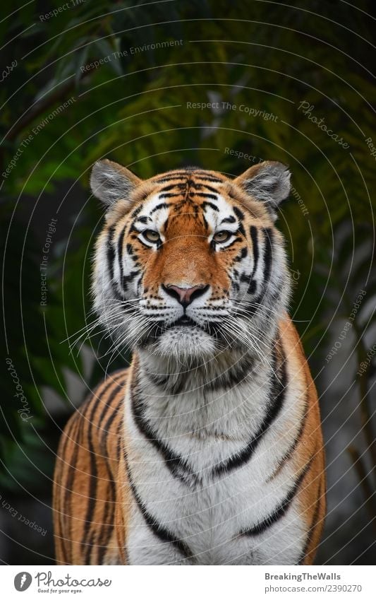 Close up portrait of Siberian tiger looking at camera Nature Animal Tree Forest Wild animal Cat Animal face Zoo 1 Green Tiger Amur young panthera tigris altaica