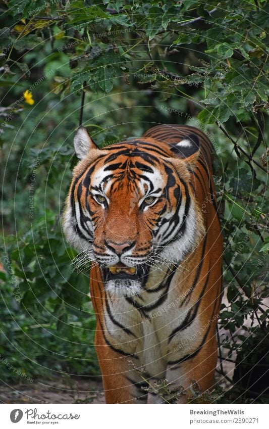 Close up front portrait of one male Indochinese tiger Nature Animal Tree Forest Virgin forest Wild animal Cat Animal face Zoo 1 Observe Stand Green Watchfulness