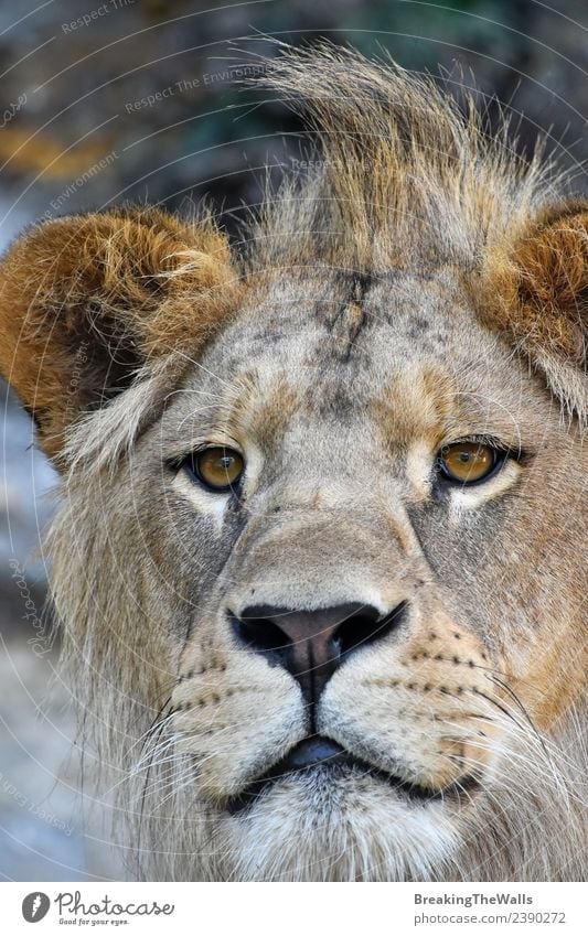 Extreme close up portrait of young cute male African lion Nature Animal Wild animal Cat Animal face Zoo 1 Baby animal Cute Lion Snout Mane stare wildlife