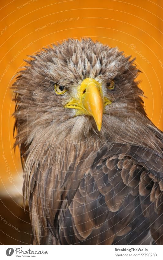 Close up front portrait of one white-tailed sea eagle Nature Animal Wild animal Bird Animal face 1 Observe Large Brown Yellow White Watchfulness Eagle orange