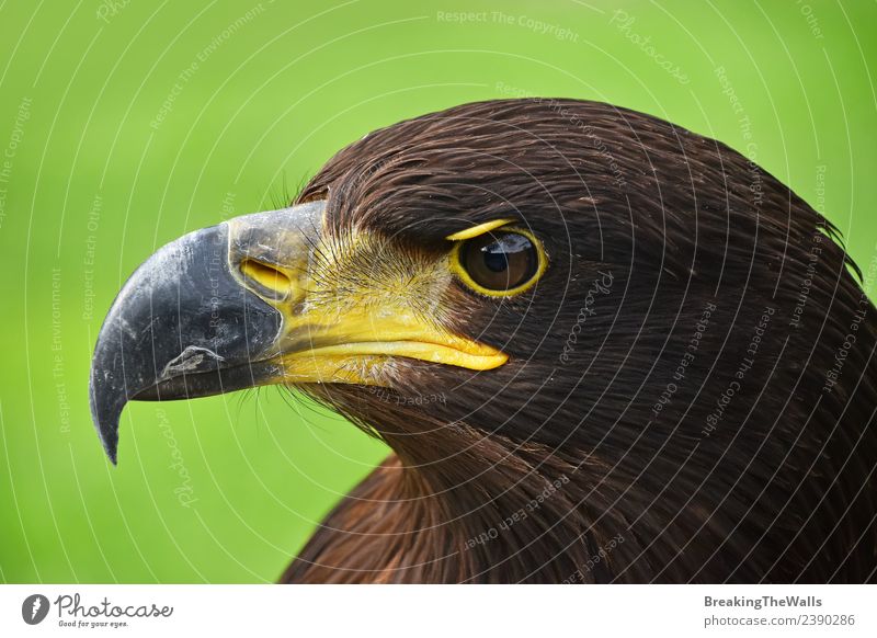 Close up profile portrait of Golden eagle over green Nature Animal Grass Wild animal Bird Animal face Zoo 1 Observe Dark Brown Green Watchfulness Eagle Side