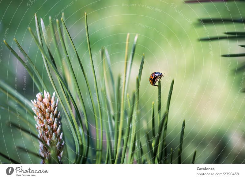 Reversal point, ladybug on the branch of a pine tree Nature Plant Animal Beautiful weather Tree Grass Jawbone pine needles Garden Forest Beetle Ladybird 1 Crawl