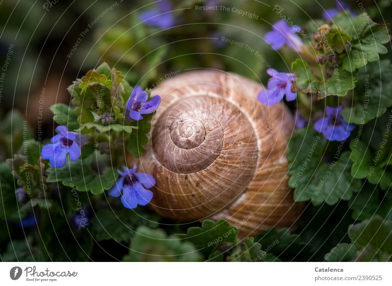 Snail shell and blue flowers Nature Plant Animal Spring Leaf Blossom Weed Gundermann Blossoms Garden Meadow Crumpet Vineyard snail 1 Blossoming Growth Esthetic