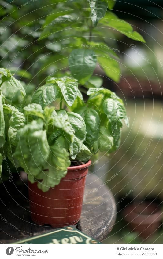 it must not be missing! Nature Plant Spring Agricultural crop Wild plant Basil Herbs and spices Herb garden Caprese Garden Fragrance Growth Healthy Green