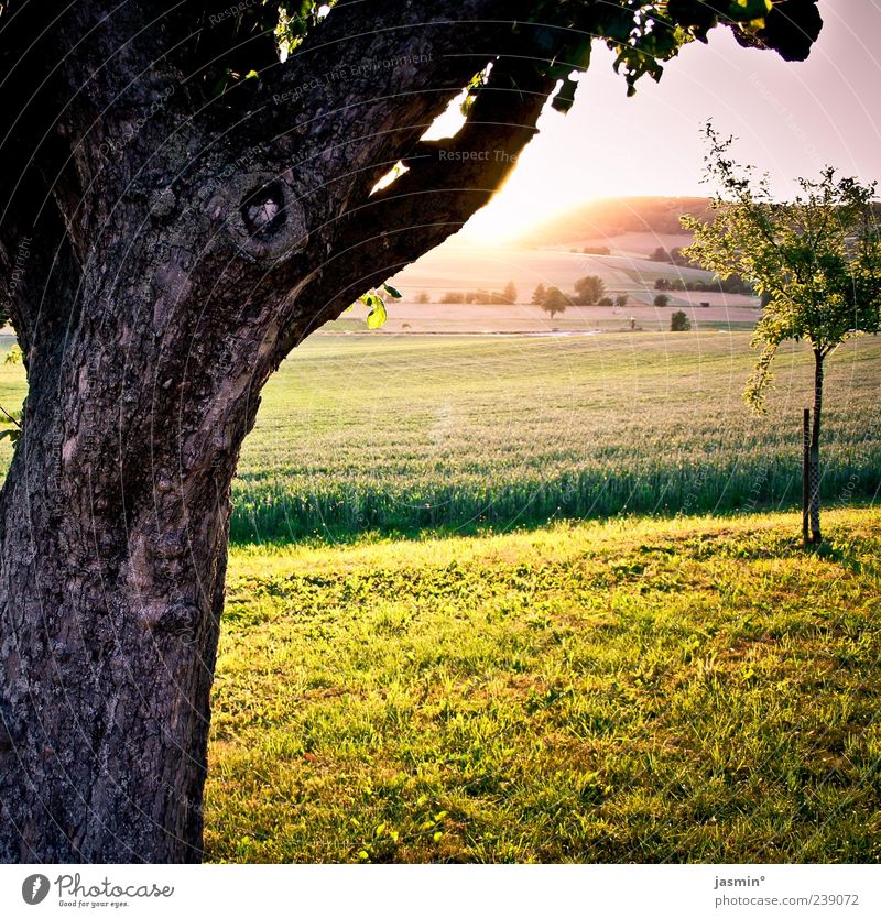twilight Environment Nature Landscape Sun Sunlight Spring Weather Beautiful weather Tree Deserted Bright Warmth Colour photo Exterior shot Day Twilight