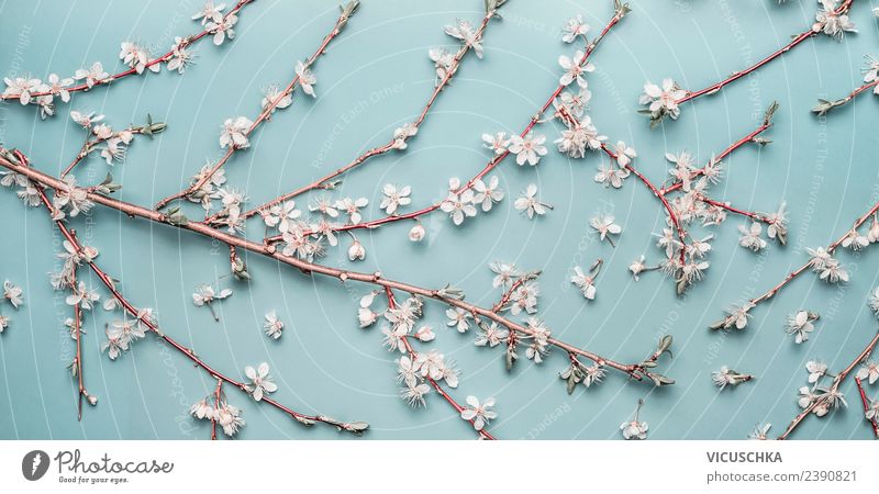 Kischblüten branches on pastel blue Style Design Feasts & Celebrations Mother's Day Wedding Birthday Nature Plant Spring Leaf Blossom Decoration Bouquet Flag