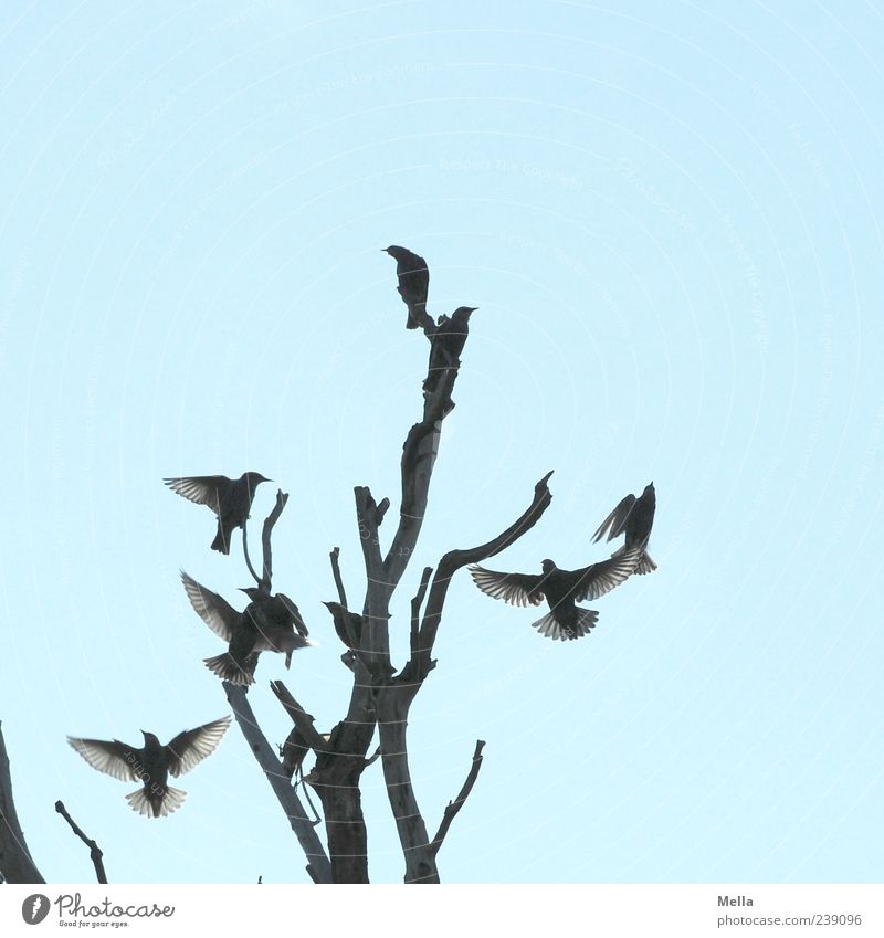 To be a Star Environment Nature Sky Plant Tree Branch Treetop Animal Bird Starling Group of animals Flock Flying Crouch Sit Together Natural Movement Bleak