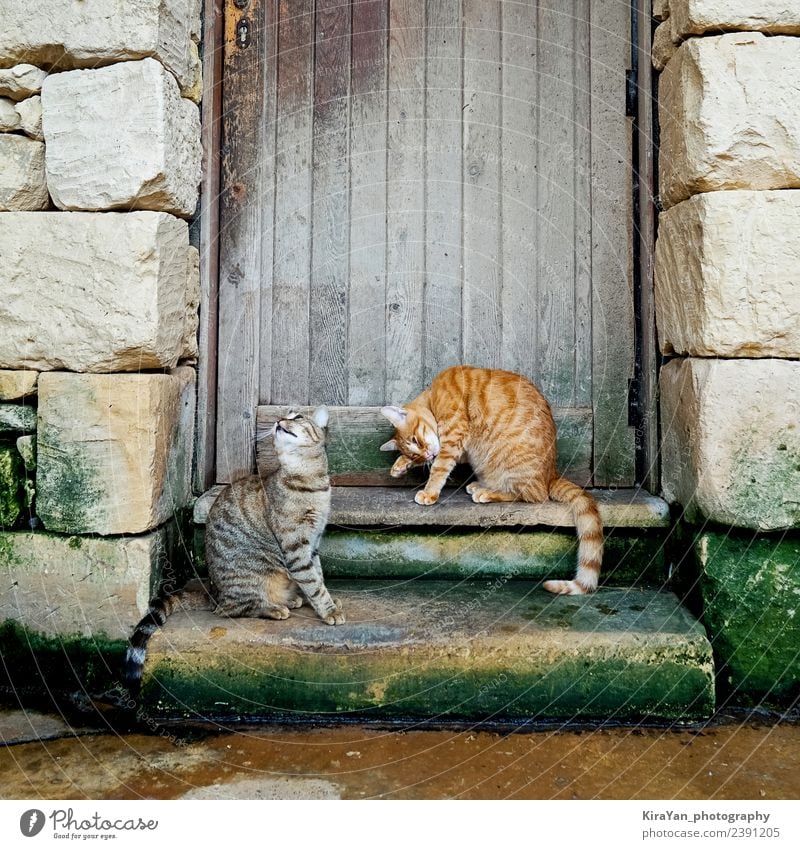 Two young striped cats sitting on the stairs House (Residential Structure) Family & Relations Friendship Nature Animal Autumn Fur coat Pet Cat Wood Stripe Old