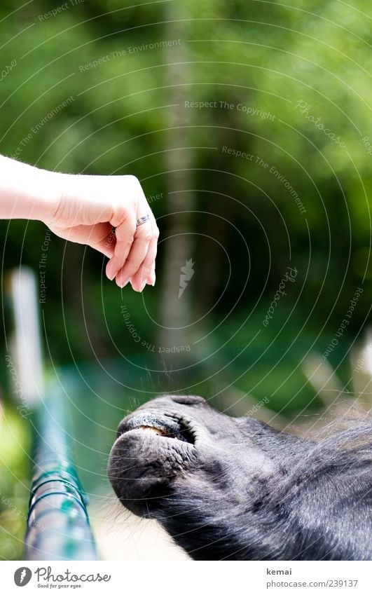 Feeding Hand Fingers Nature Park Animal Farm animal Horse Zoo Petting zoo Snout Head 1 Fence Green Trust Love of animals Appetite Pony Colour photo