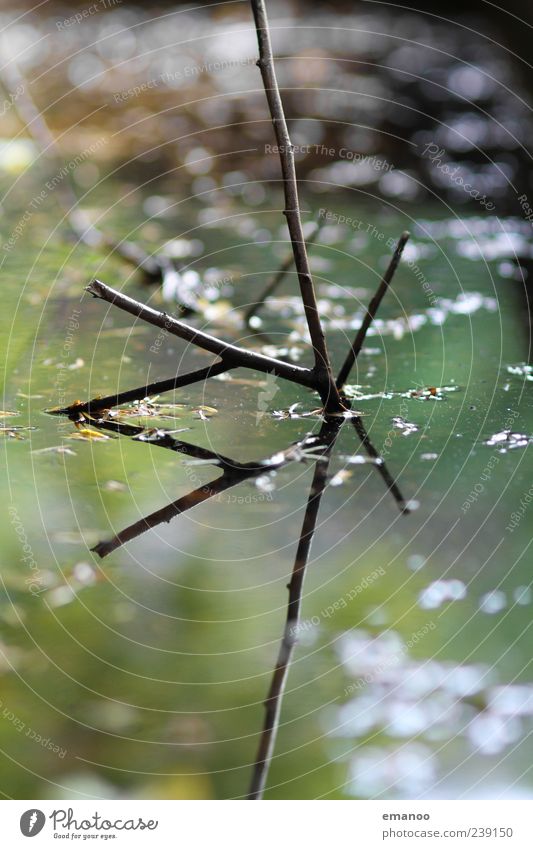 mirror stick Nature Plant Water Tree Foliage plant Lakeside River bank Bog Marsh Pond Wet Green Mirror image Branch Twig Blur Surface of water Calm Broken Soft