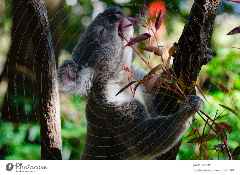 Mmmm Eucalyptus means the koala Animal Exotic Eucalyptus tree Virgin forest Queensland Wild animal Koala 1 To hold on To feed To enjoy Authentic Warmth Emotions