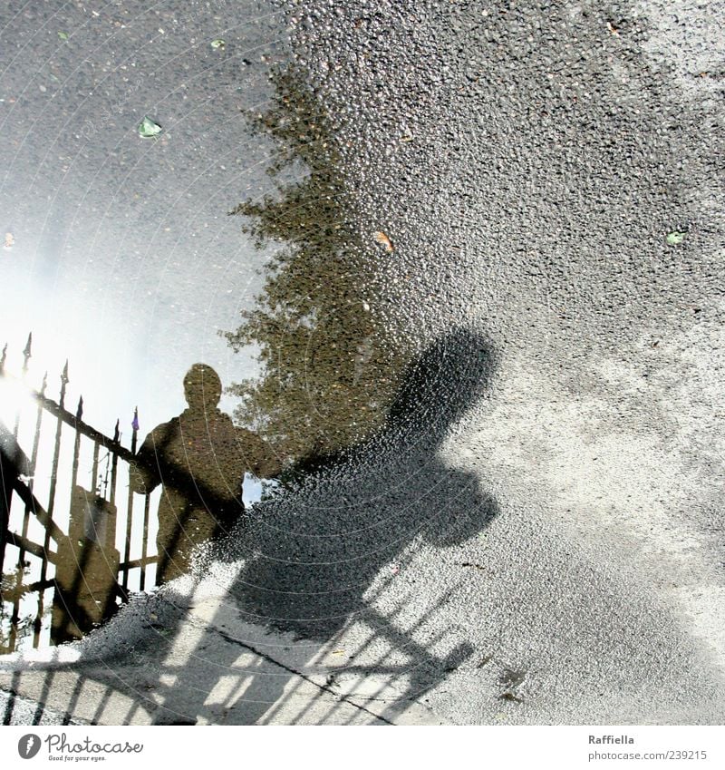 Zwiegespalten l Cologne Man Adults Street Asphalt Stand Gray Distorted Puddle Fence Point Tree Mirror image Colour photo Exterior shot Light Shadow Silhouette
