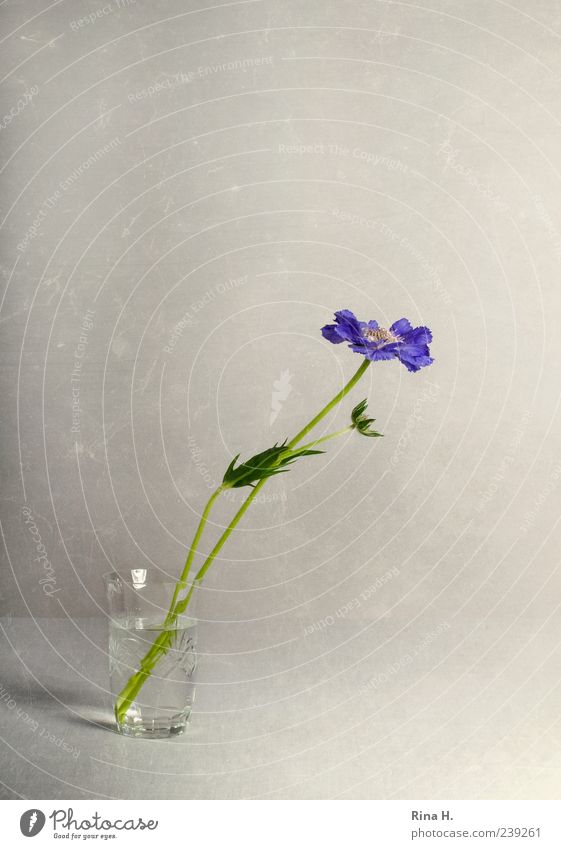 Scabiosis in the glass Elegant Style Flower Blossom Blossoming Esthetic Bright Violet Still Life Glass Vase Colour photo Interior shot Deserted Copy Space top