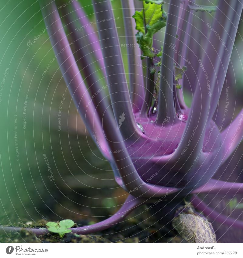 turnip cabbage Food Vegetable Nutrition Nature Plant Agricultural crop Violet Kohlrabi Organic produce Colour photo Close-up Detail Deserted Copy Space left