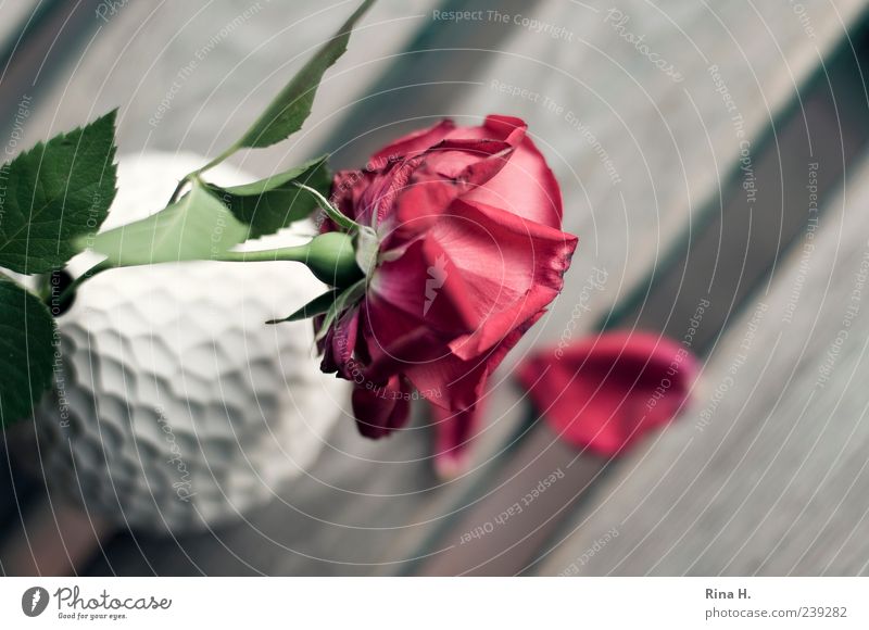 Farewell II Summer Rose Leaf Blossom Old Faded Authentic Red White Sadness Grief Transience Goodbye Vase Still Life Colour photo Exterior shot Deserted