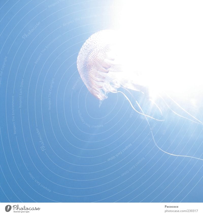 jellyfish Nature Water Sunlight Ocean Jellyfish 1 Animal Swimming & Bathing Esthetic Fantastic Bright Colour photo Underwater photo Deserted Copy Space left