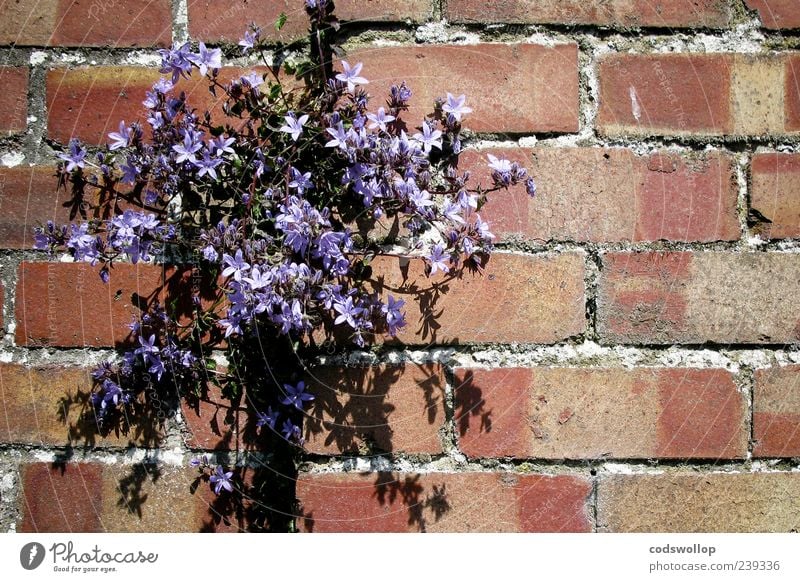 wall bloomchen Plant Flower Blossom Wild plant Exotic Wall (barrier) Wall (building) Nature Colour photo Pattern Copy Space right Shadow Sunlight Deserted