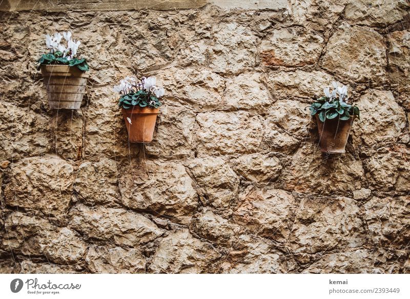 Flower pots on the wall Harmonious Tourism Trip City trip Summer vacation Living or residing Decoration Plant Pot plant Flowerpot Village Downtown Old town