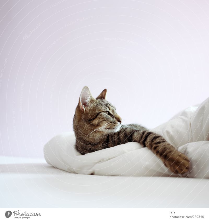 more homely Bed Animal Pet Cat Animal face Paw 1 To enjoy Lie Esthetic Elegant Brown Gray Black White Colour photo Interior shot Deserted Copy Space top