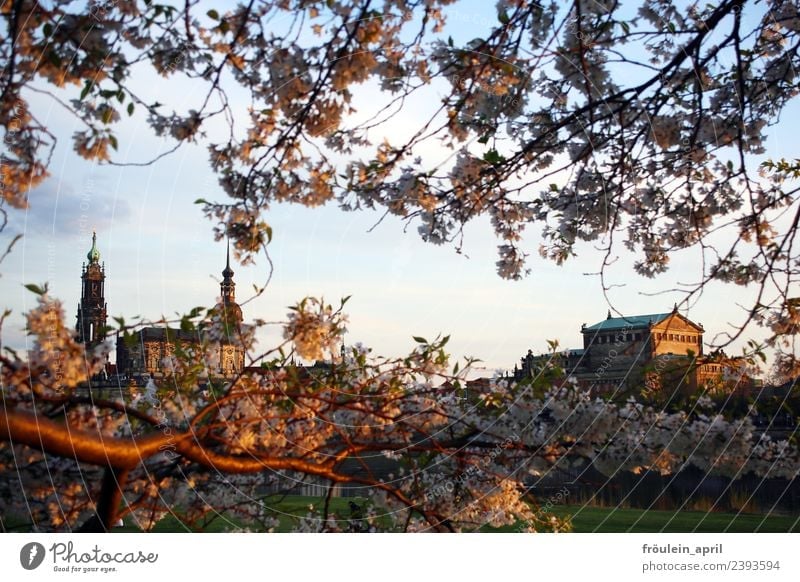Said through the branches Culture Opera house Nature Landscape Spring Beautiful weather Blossom Apple tree Fruit trees Park River bank Dresden Germany Saxony