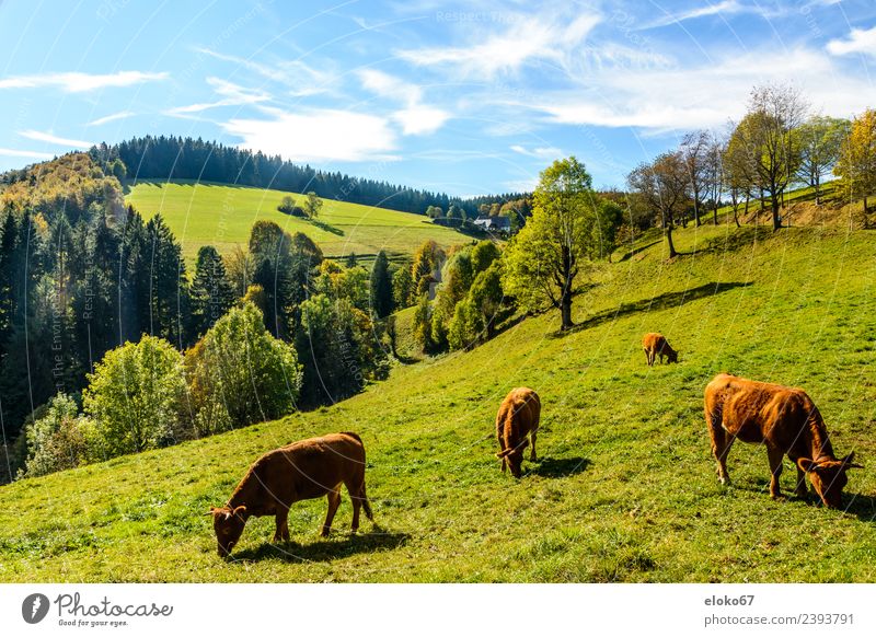 Black Forest Summer Nature Joie de vivre (Vitality) Spring fever grass eating Background picture sky cow mammal forest landscape animal field meadow farm green