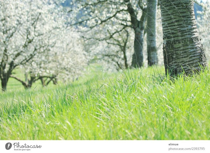 cherry meadow Environment Nature Plant Spring Beautiful weather Tree Grass Blossom Cherry tree Cherry tree bark Cherry blossom Fruittree meadow Meadow