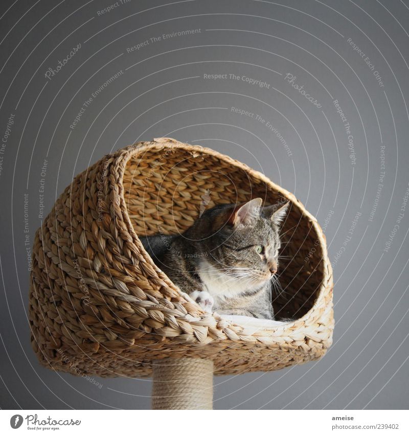 Shere Khan Elegant Pet Cat Pelt 1 Animal To enjoy Friendliness Beautiful Cute Calm Basket Cat's head Cat's ears cat basket Wall (building) Gray Domestic cat