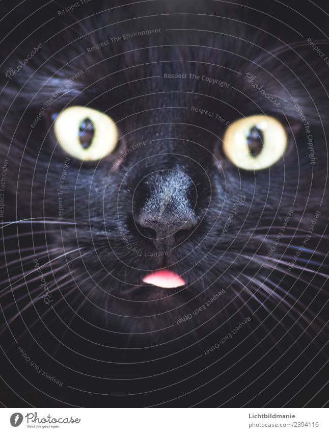 black cat sticks out tongue Animal Pet Cat Animal face Pelt Cat's tongue cat's nose Whisker Moustache hair Cat eyes Tongue Snout 1 Observe To feed Communicate